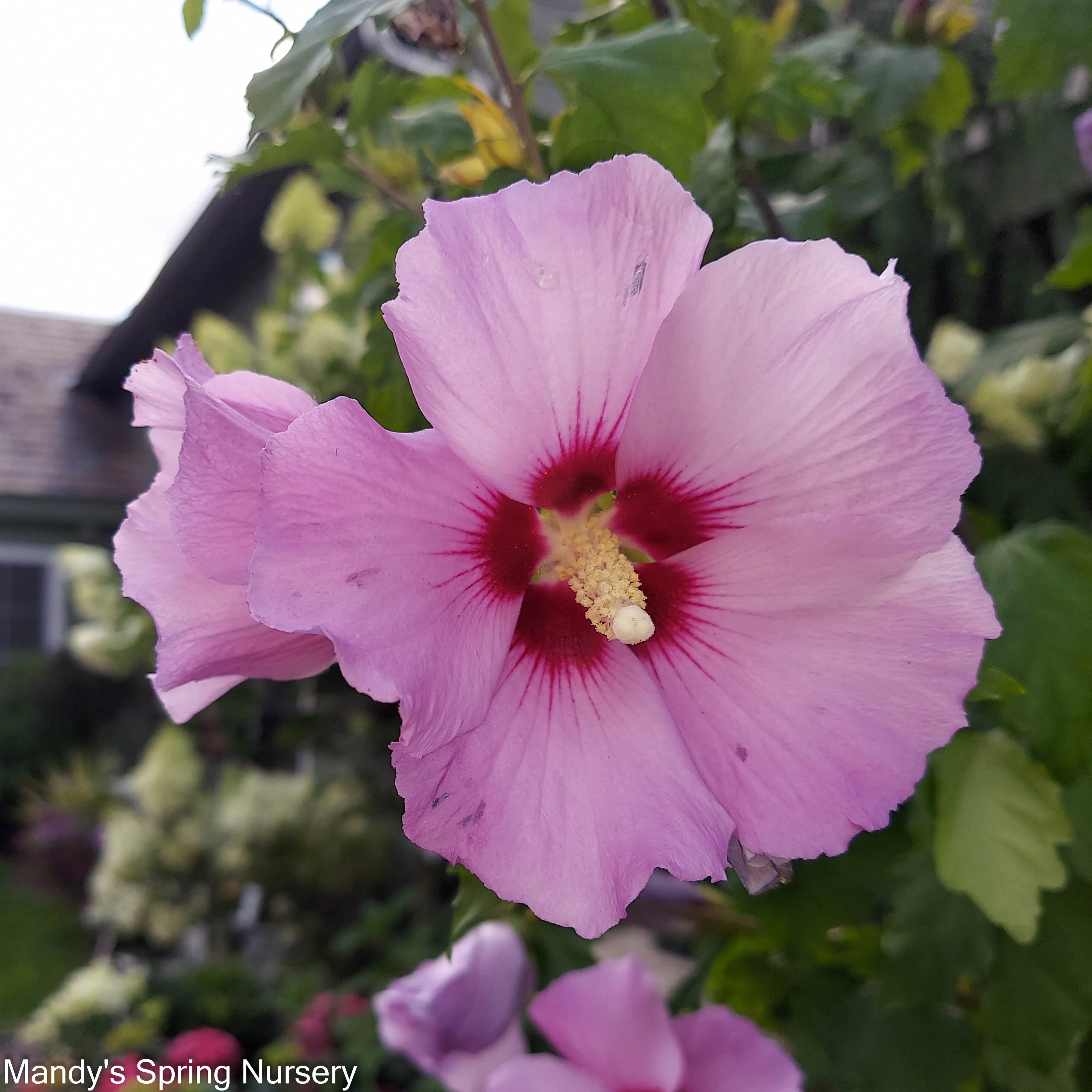 Tahiti Rose of Sharon | Hibiscus syriacus - Image 8