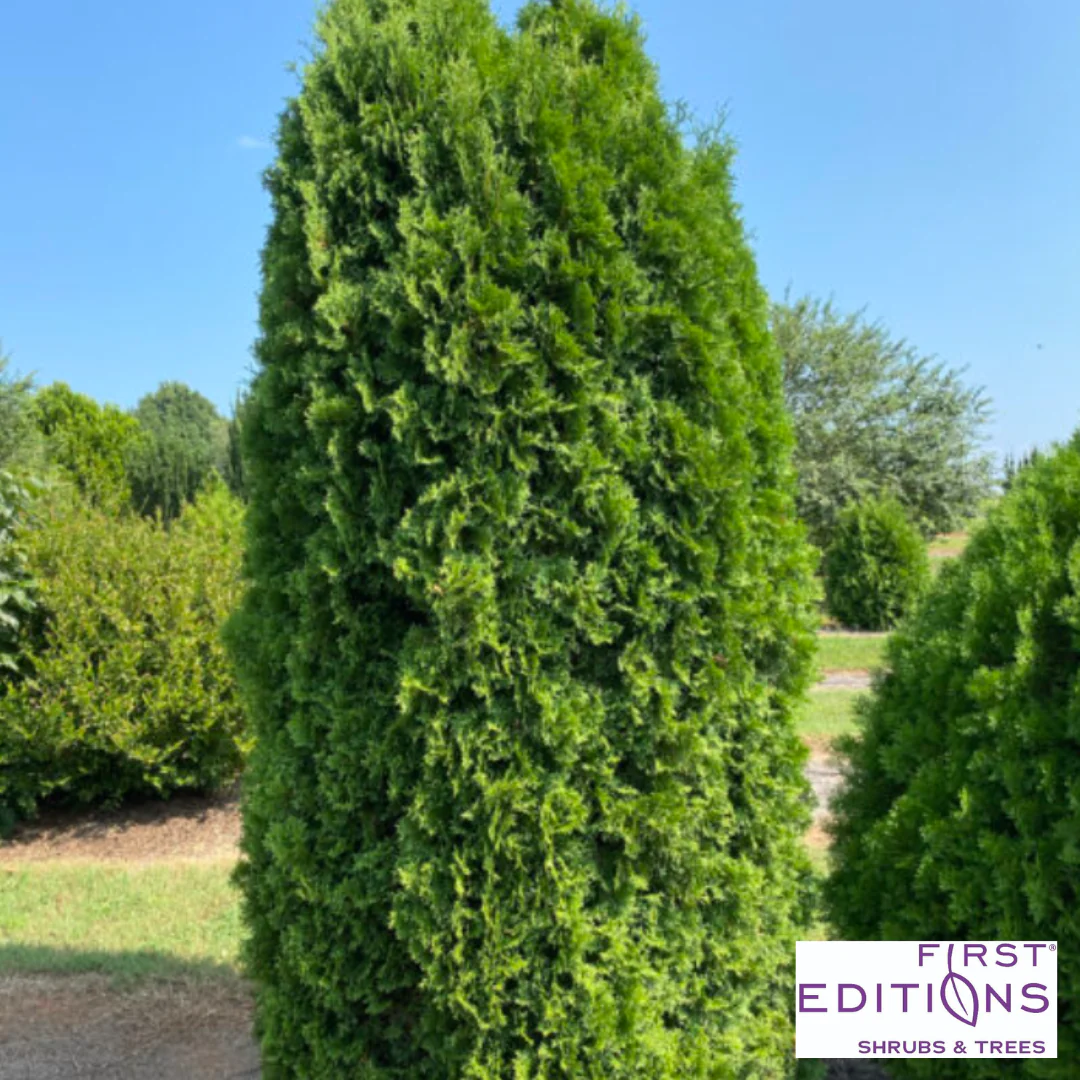 Tall Guy® Arborvitae | Thuja occidentalis - Image 2