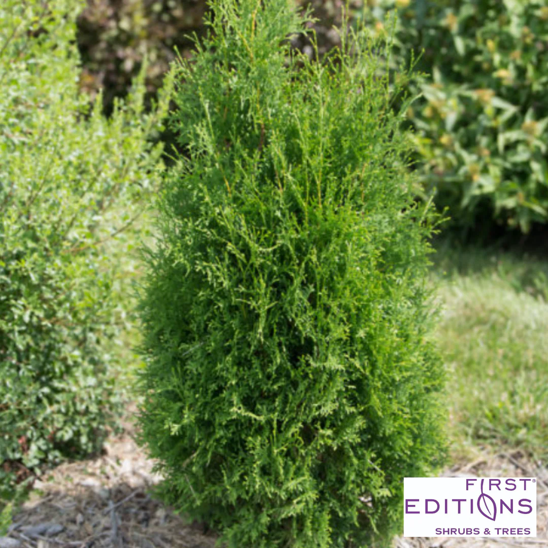 Tall Guy® Arborvitae | Thuja occidentalis - Image 3