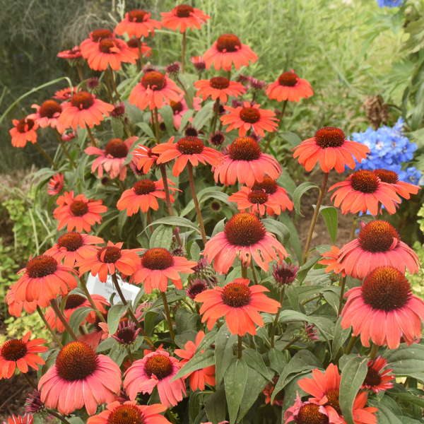 'Tanager' Coneflower | Echinacea hybrid - Image 3