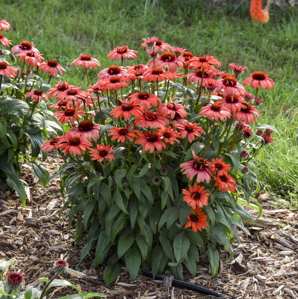 'Tanager' Coneflower | Echinacea hybrid - Image 4