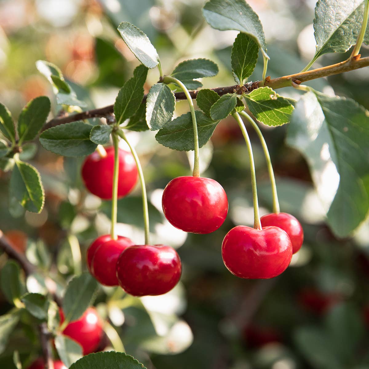 Tart Cherry with Cardamon and Port - Image 3