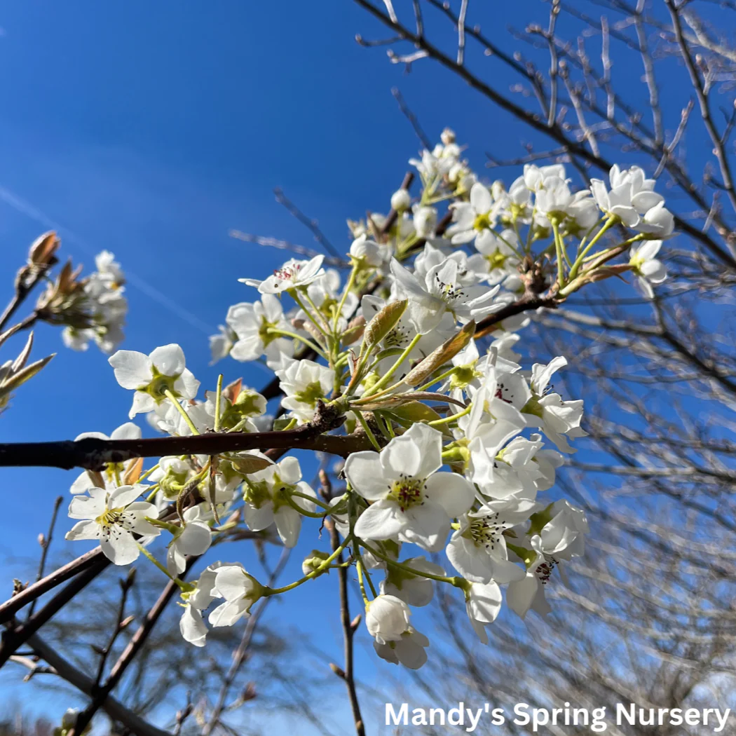 Tawara Asian Pear | Pyrus - Image 4