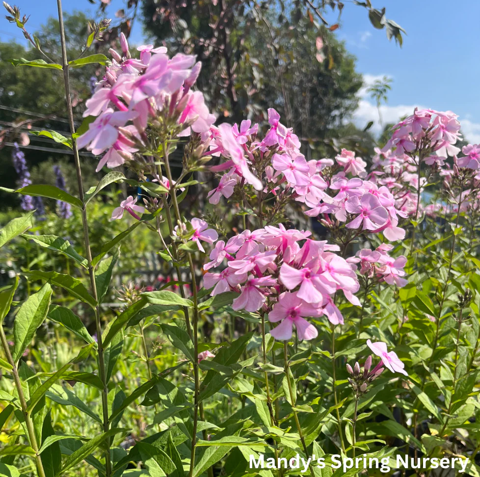 Thai Pink Jade Garden Phlox | Phlox Paniculata - Image 3