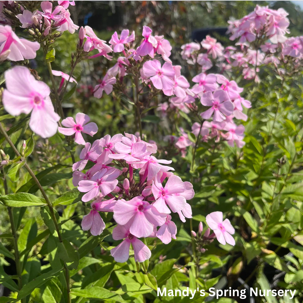 Thai Pink Jade Garden Phlox | Phlox Paniculata - Image 4