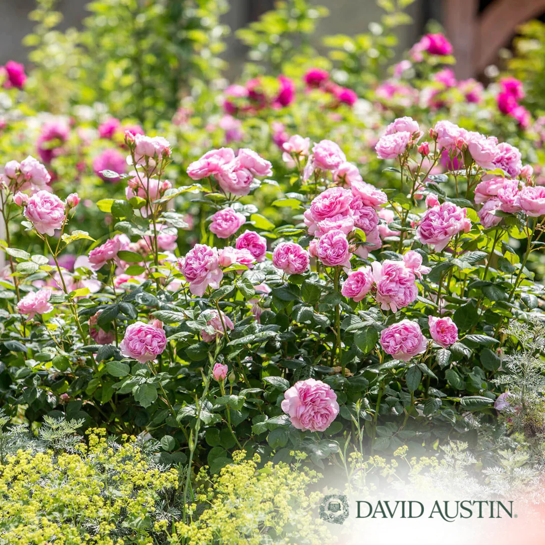 The Ancient Mariner Rose | Rosa - Image 2