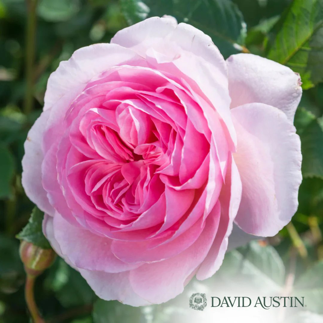 The Ancient Mariner Rose | Rosa - Image 5