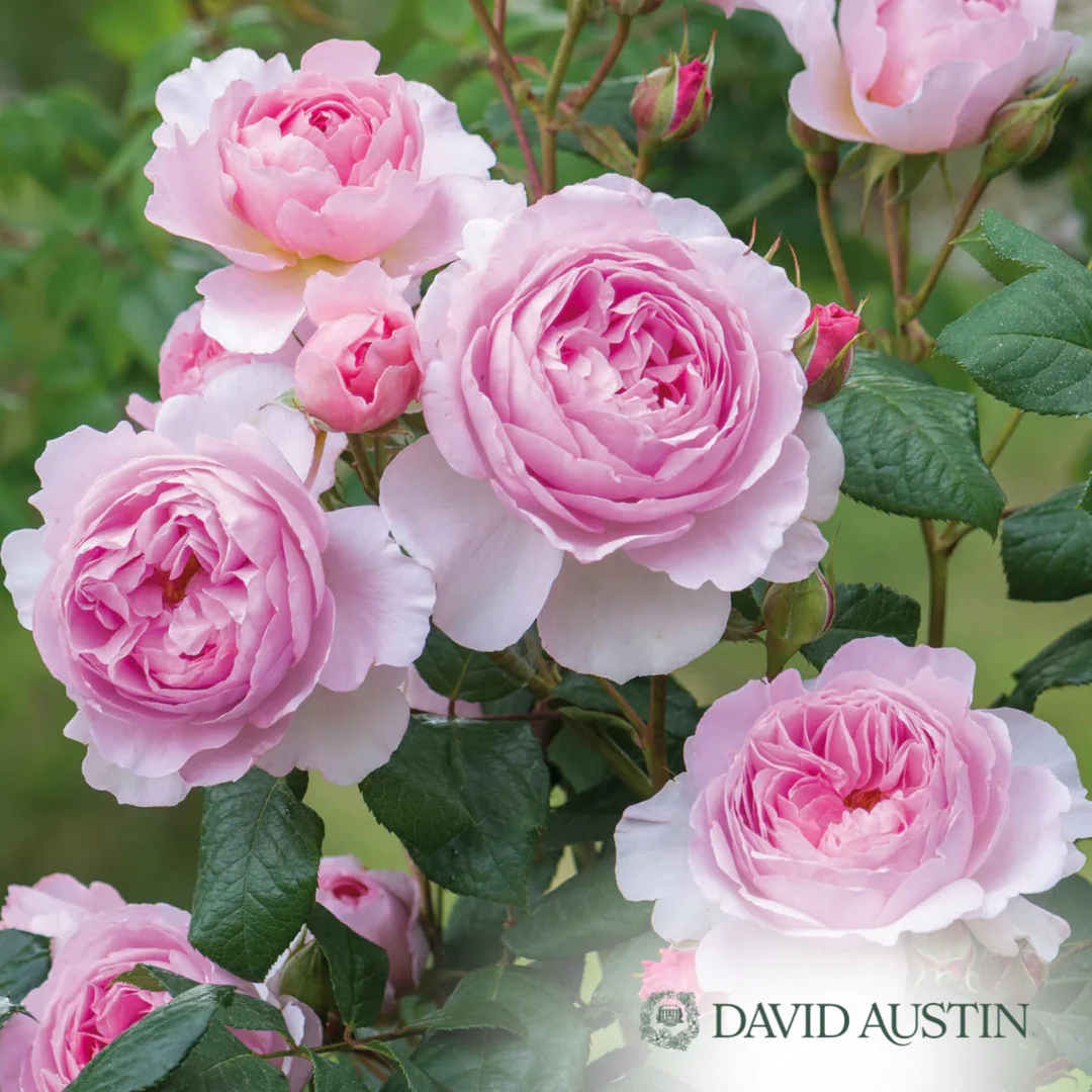The Ancient Mariner Rose | Rosa - Image 6