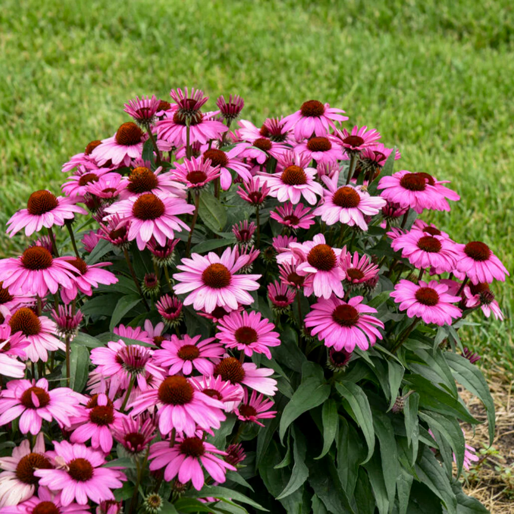 'The Fuchsia is Bright' Coneflower | Echinacea hybrid - Image 3