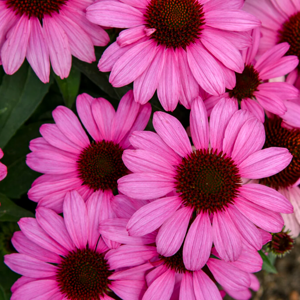 'The Fuchsia is Bright' Coneflower | Echinacea hybrid - Image 4