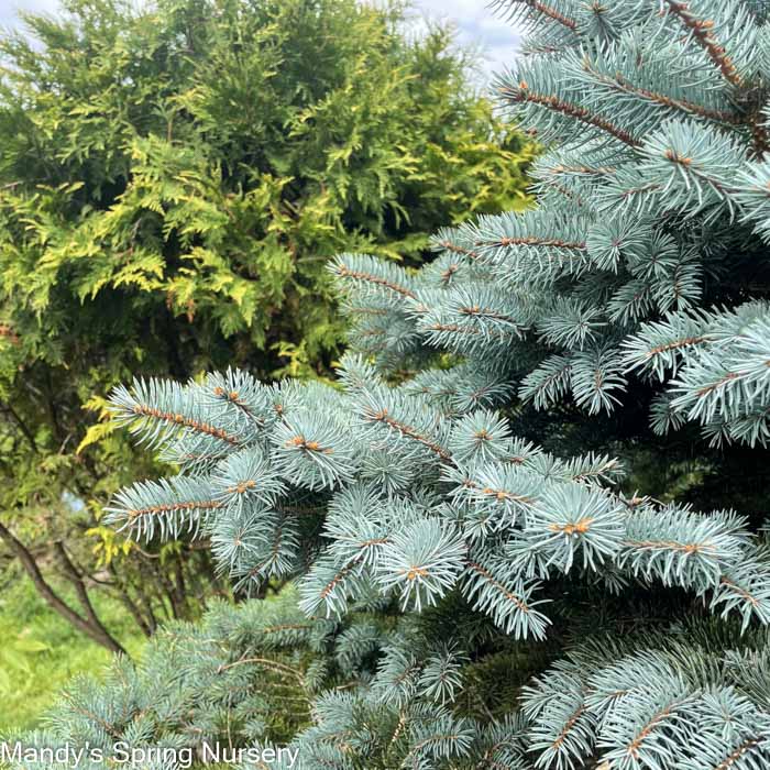 Thume Blue Spruce | Picea pungens - Image 2