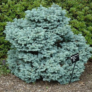 Thume Blue Spruce | Picea pungens - Image 3