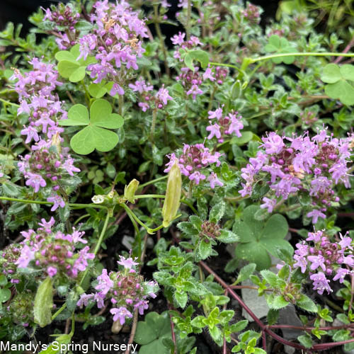 Creeping Thyme | Thymus praecox coccineus - Image 3