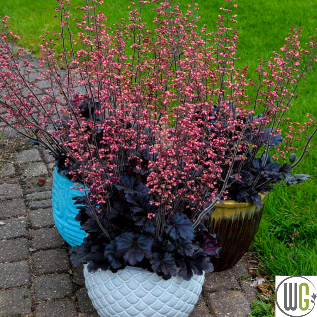 'Timeless Night' Coral Bells | Heuchera - Image 5