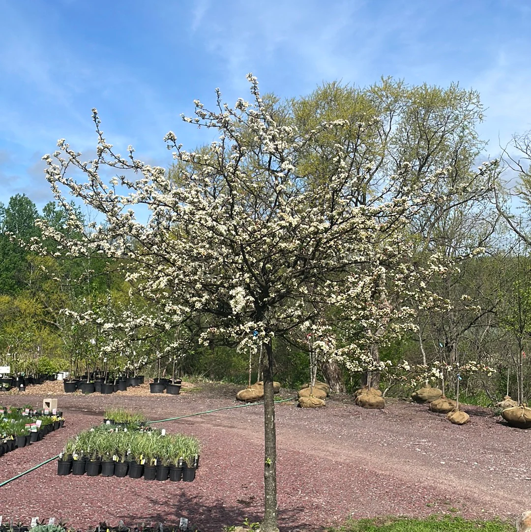 Tina Crabapple | Malus Tina'