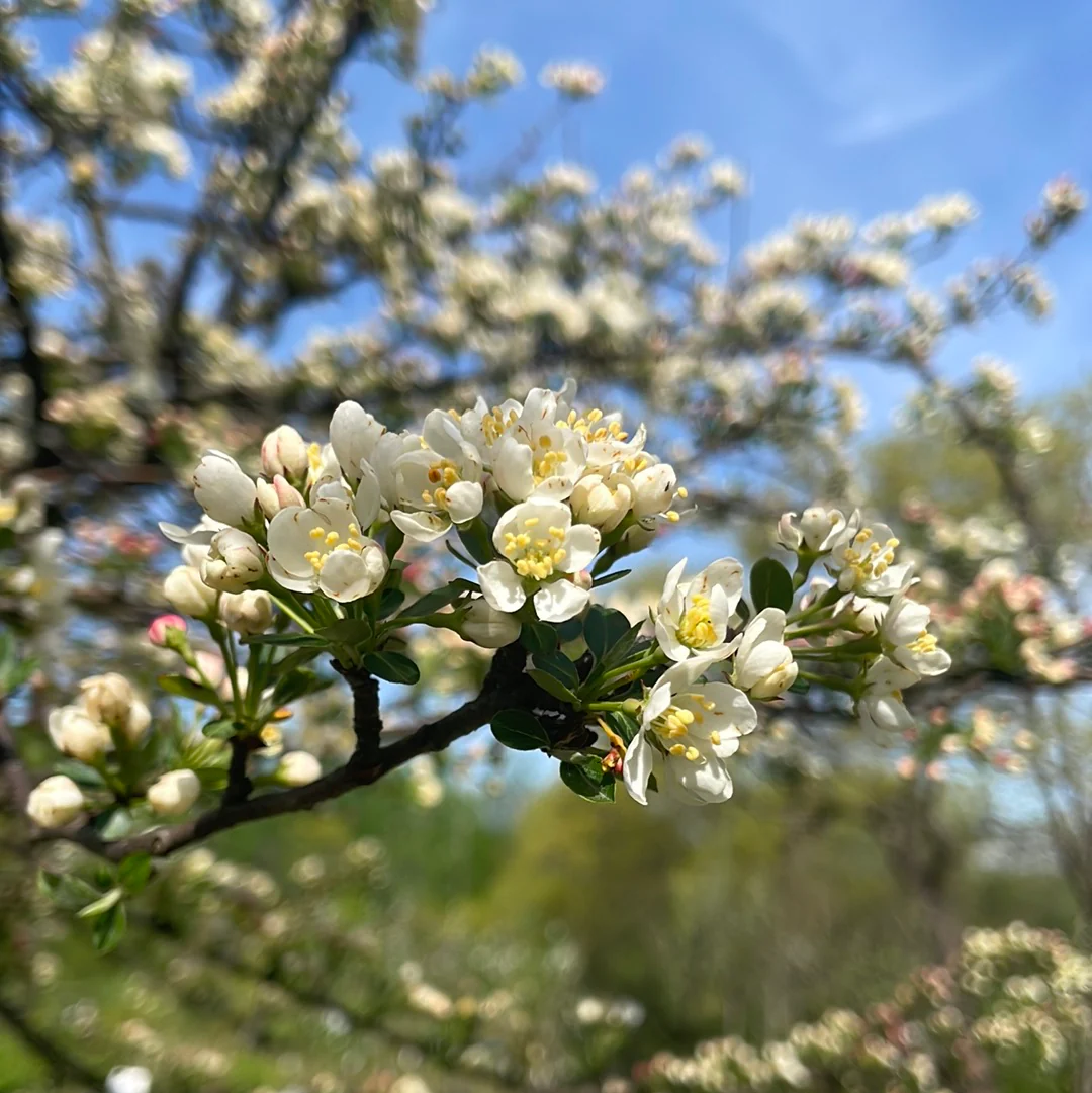 Tina Crabapple | Malus Tina' - Image 3