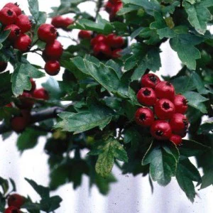 Toba Hawthorn | Crataegus x mordenensis 'Toba' - Image 2
