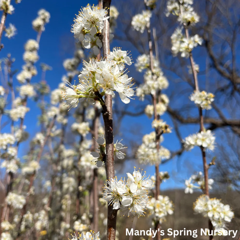 Toka Plum | Prunus - Image 2