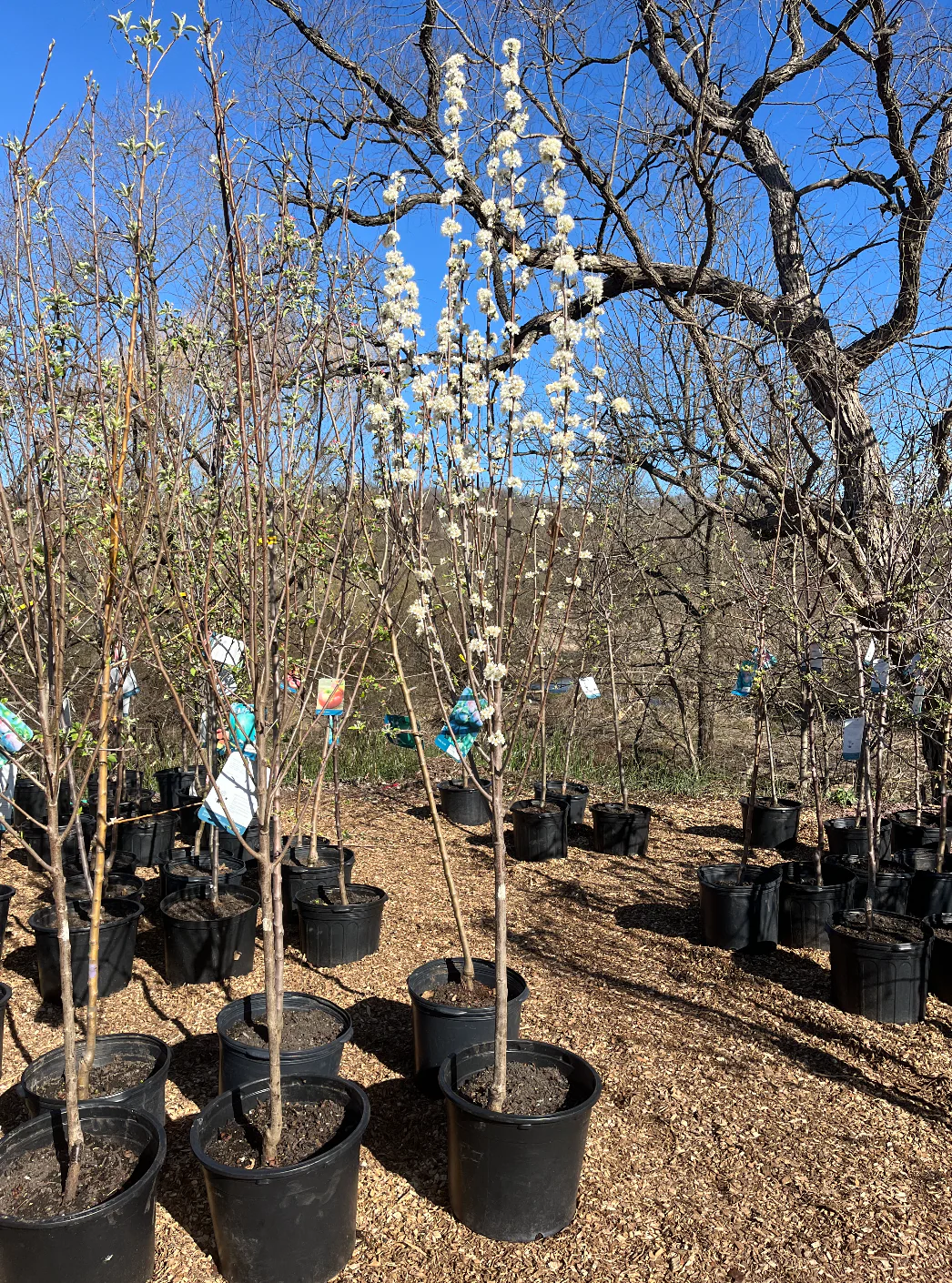 Toka Plum | Prunus - Image 3