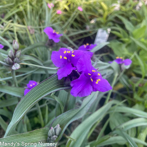 Concord Grape Spiderwort | Tradescantia andersoniana - Image 2