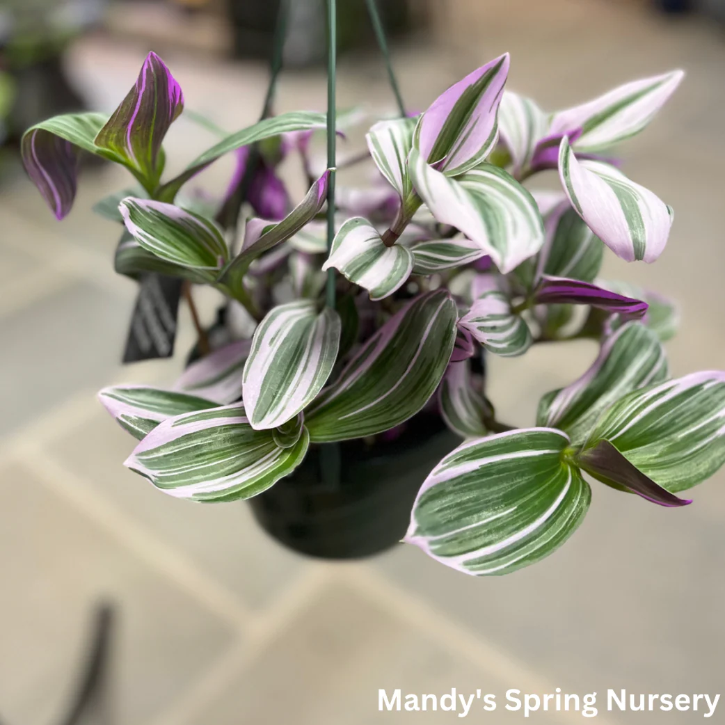 Nanouk Tradescantia | Tradescantia albiflora 'Nanouk'