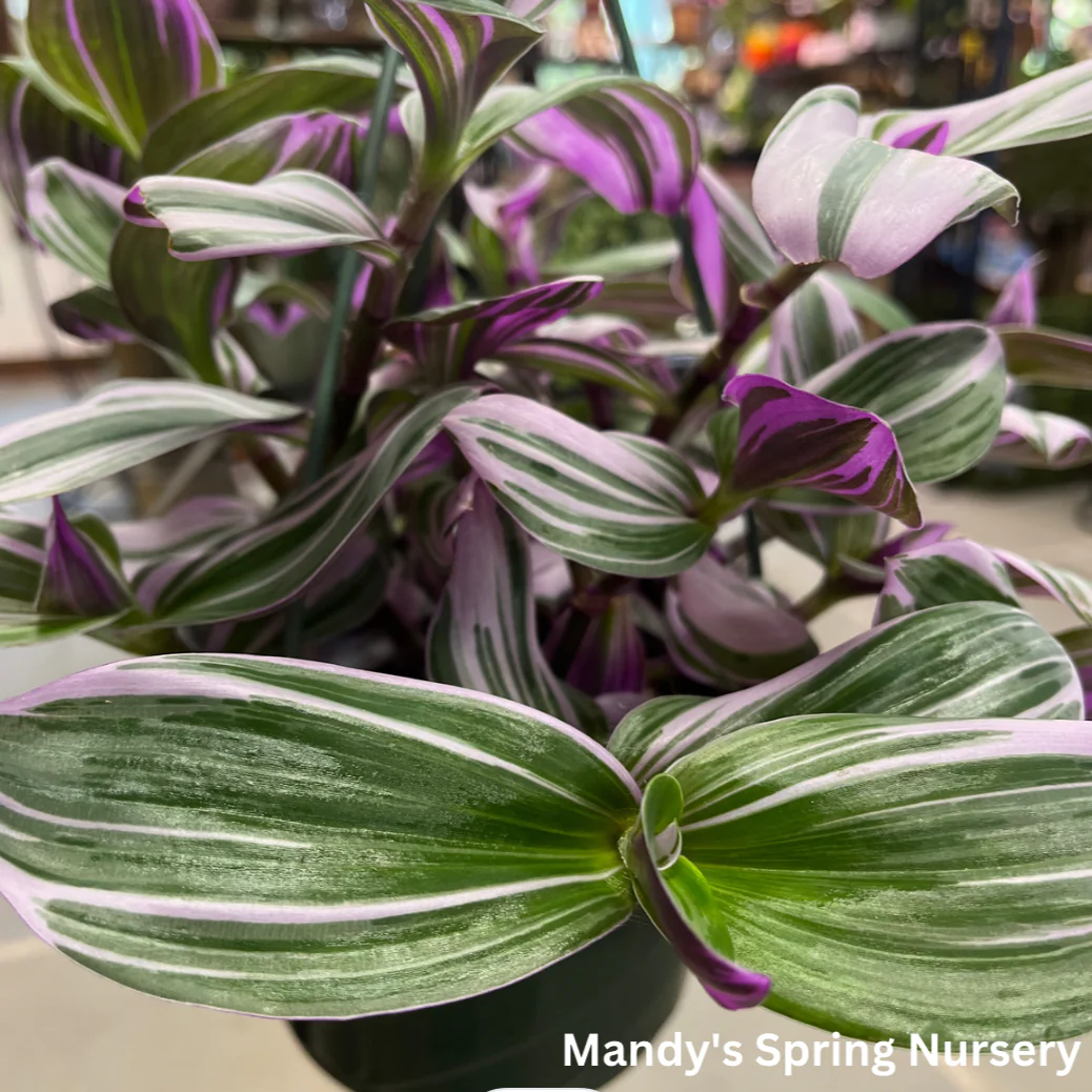 Nanouk Tradescantia | Tradescantia albiflora 'Nanouk' - Image 2