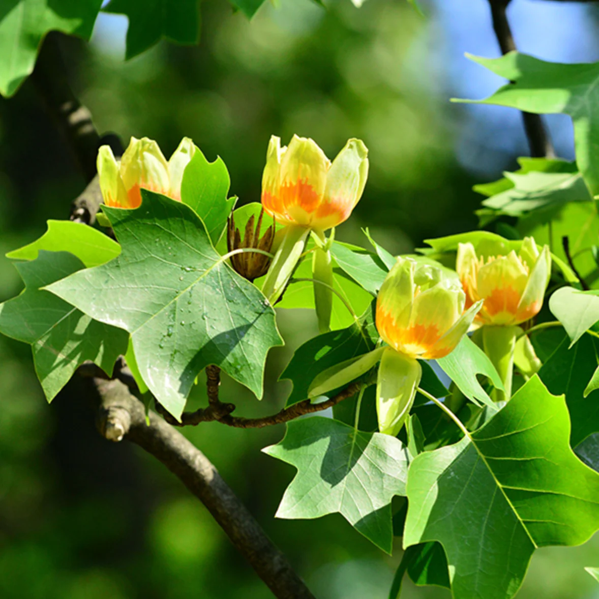 Tulip Tree | Liriodendron tulipifera - Image 2