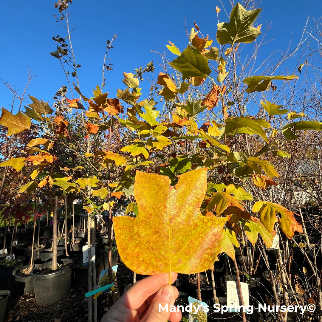 Tulip Tree | Liriodendron tulipifera - Image 3