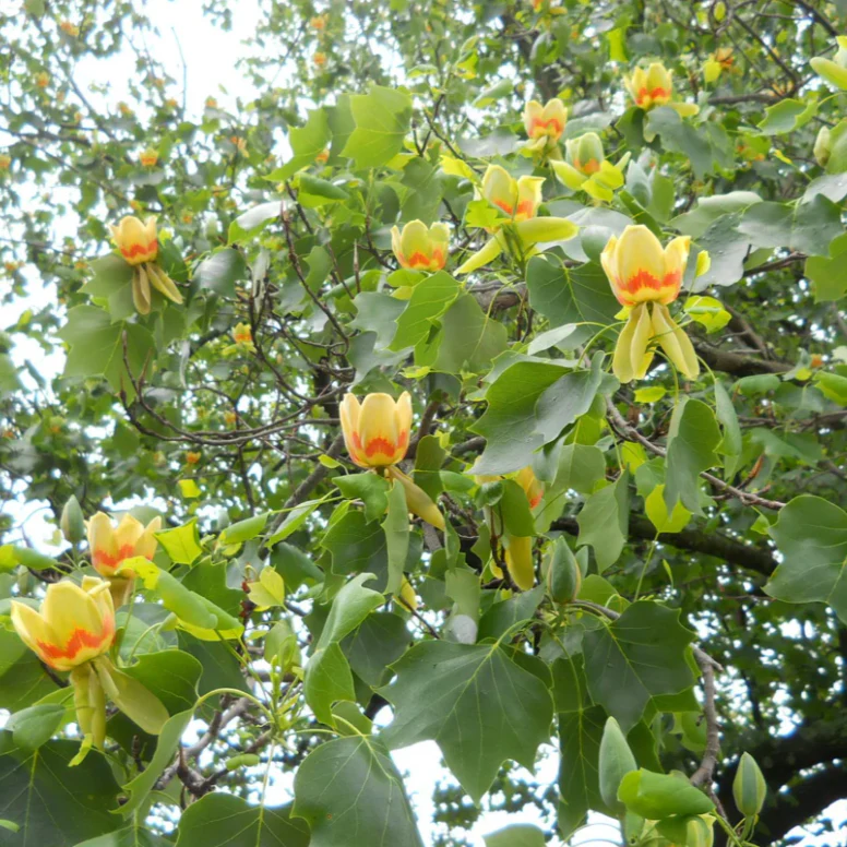 Tulip Tree | Liriodendron tulipifera - Image 4