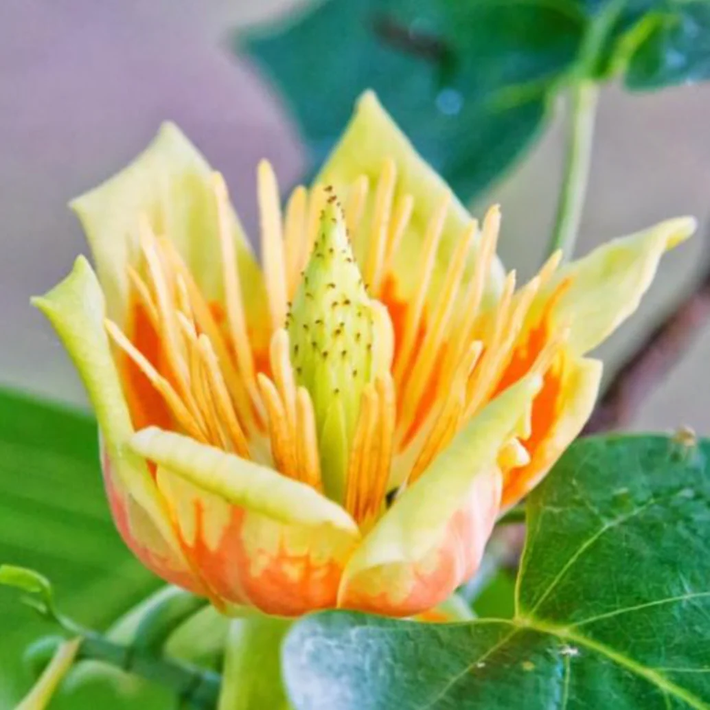 Tulip Tree | Liriodendron tulipifera - Image 5