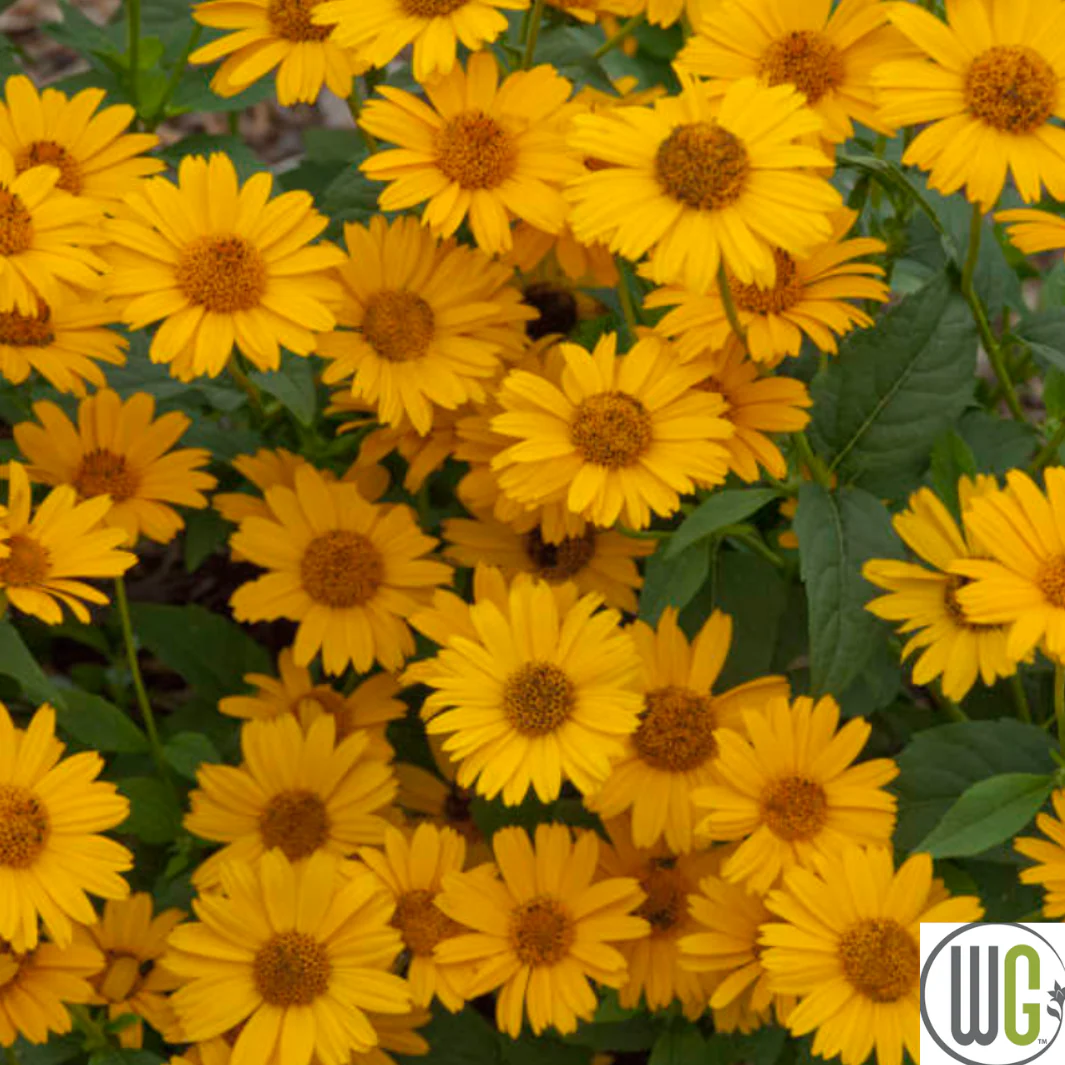 'Tuscan Sun' False Sunflower | Heliopsis helianthoides - Image 10
