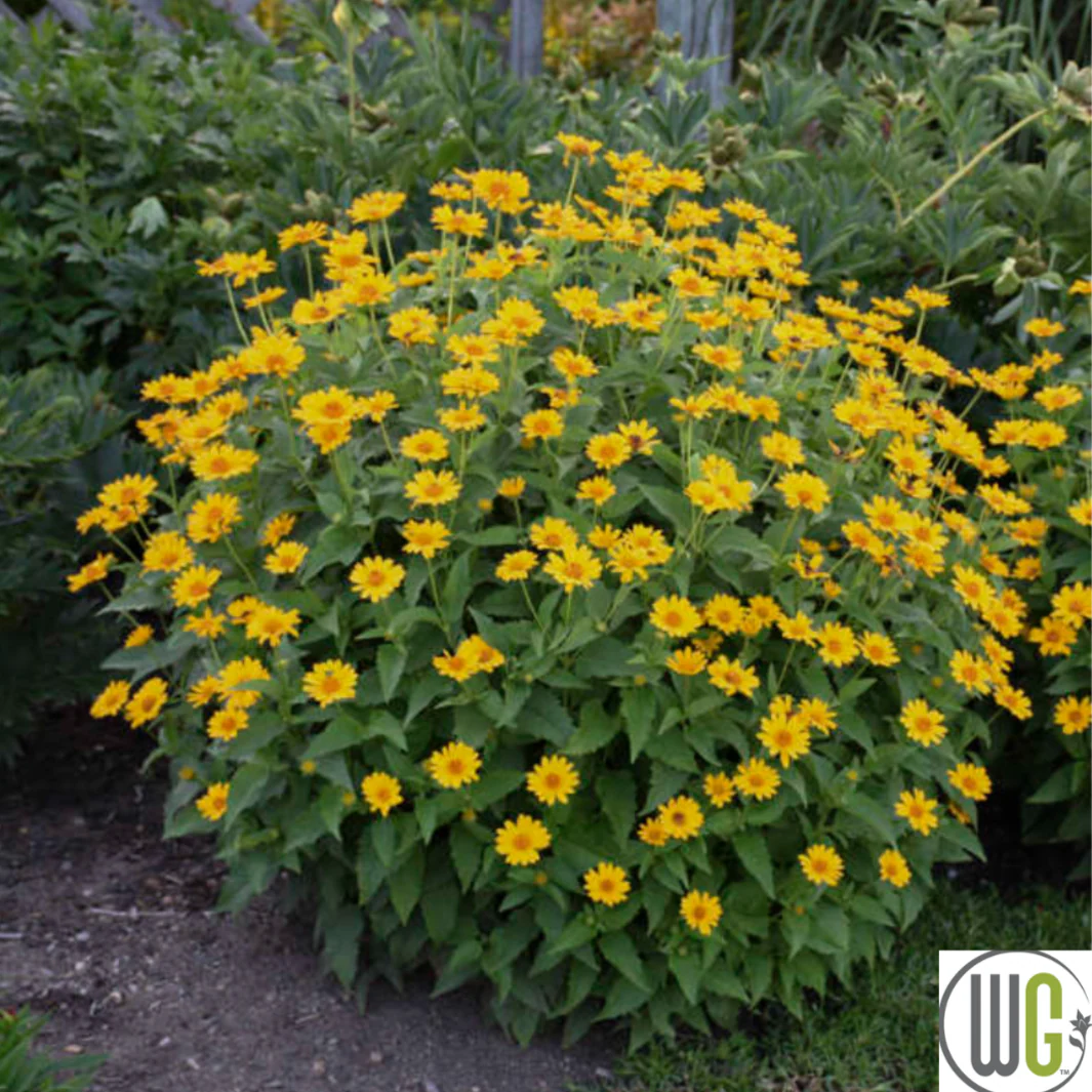 'Tuscan Sun' False Sunflower | Heliopsis helianthoides - Image 11
