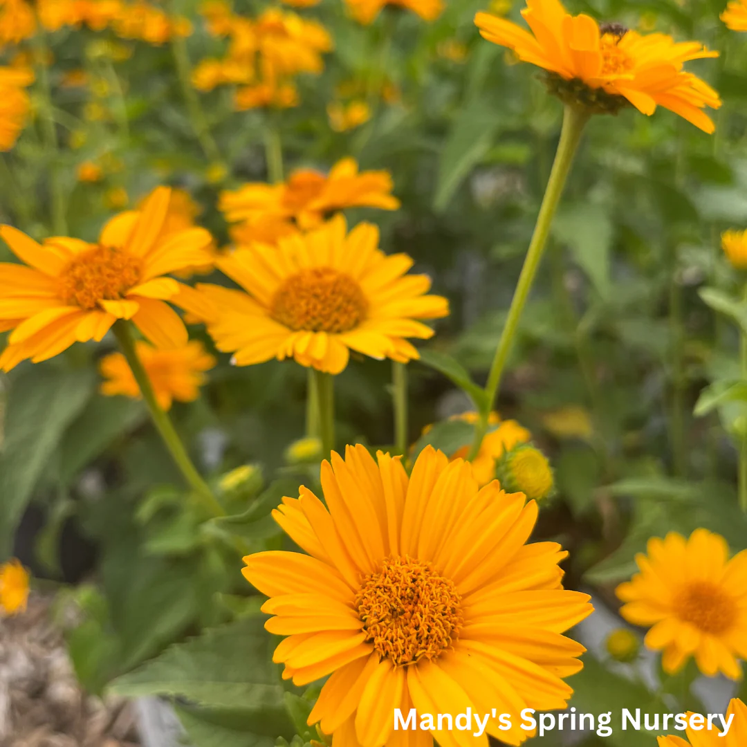 'Tuscan Sun' False Sunflower | Heliopsis helianthoides - Image 12