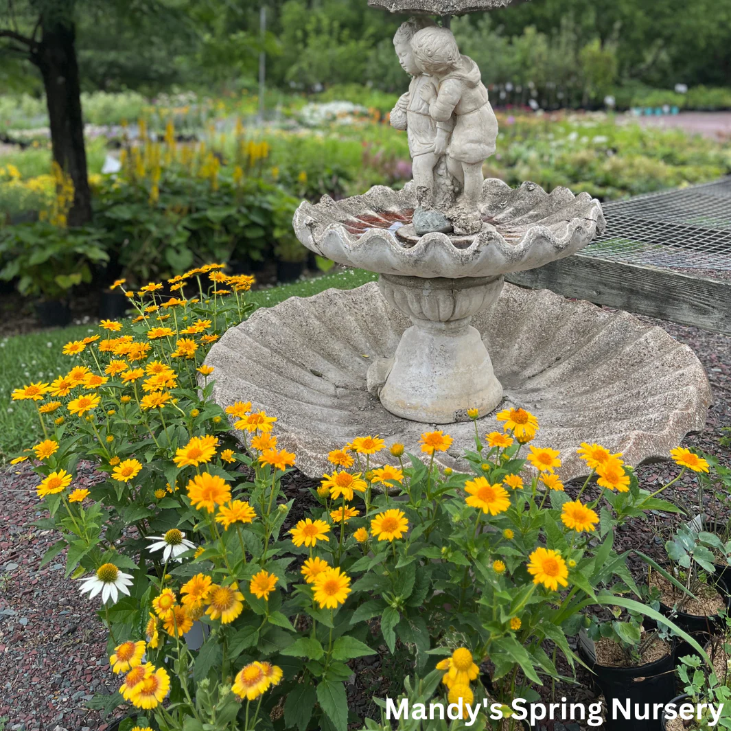 'Tuscan Sun' False Sunflower | Heliopsis helianthoides - Image 13