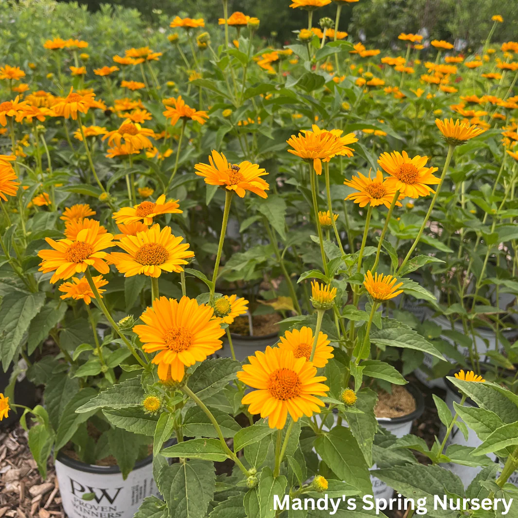 'Tuscan Sun' False Sunflower | Heliopsis helianthoides - Image 6