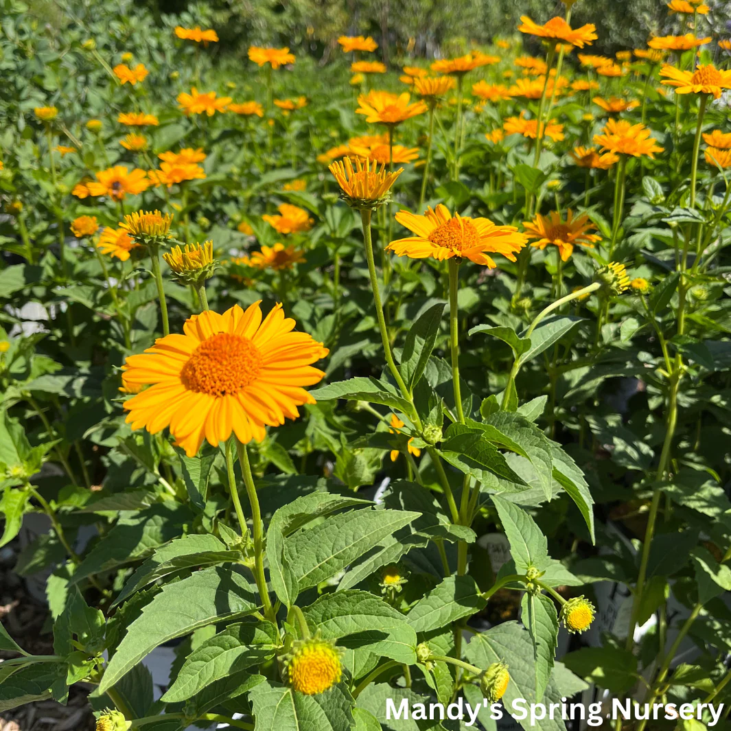 'Tuscan Sun' False Sunflower | Heliopsis helianthoides - Image 7