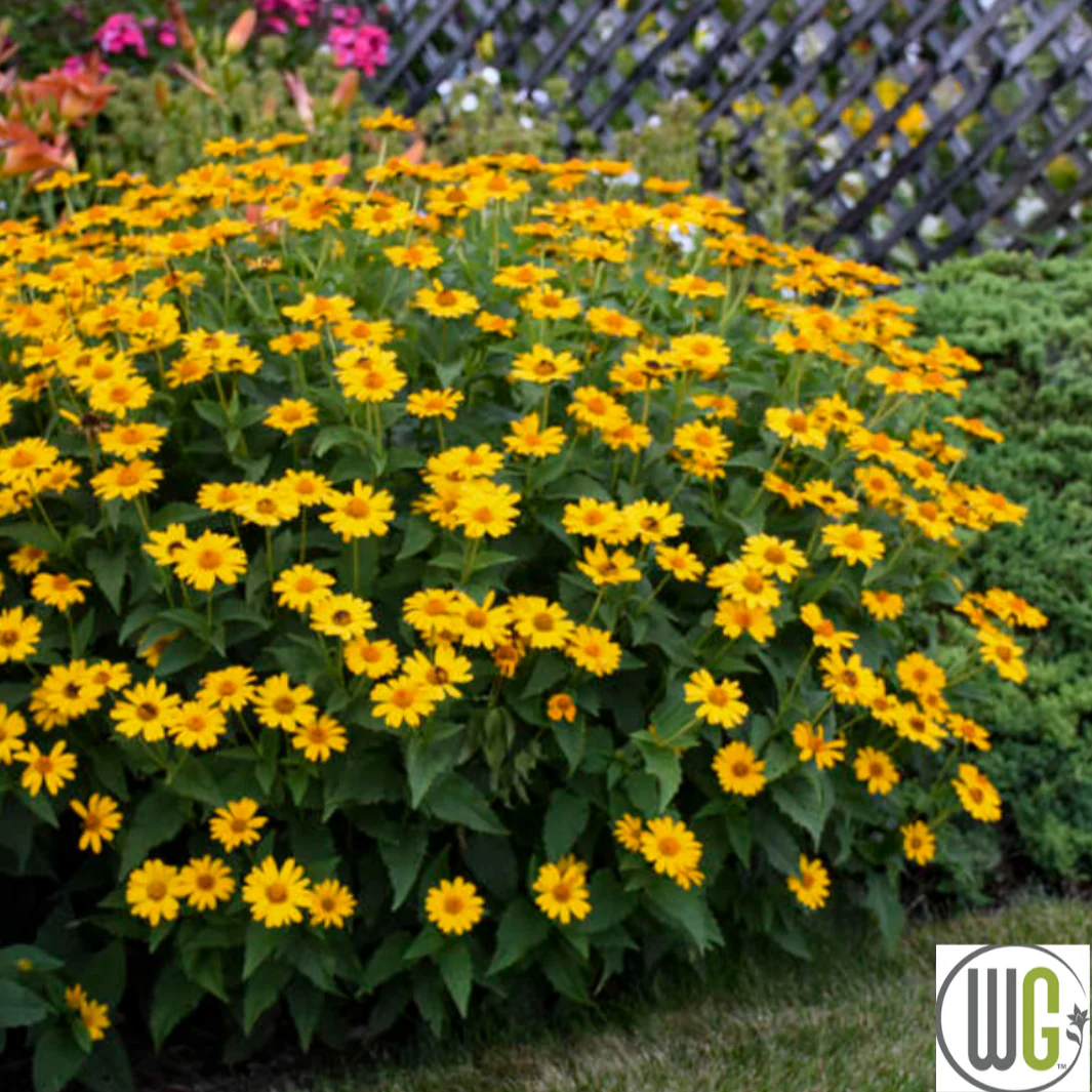 'Tuscan Sun' False Sunflower | Heliopsis helianthoides - Image 9
