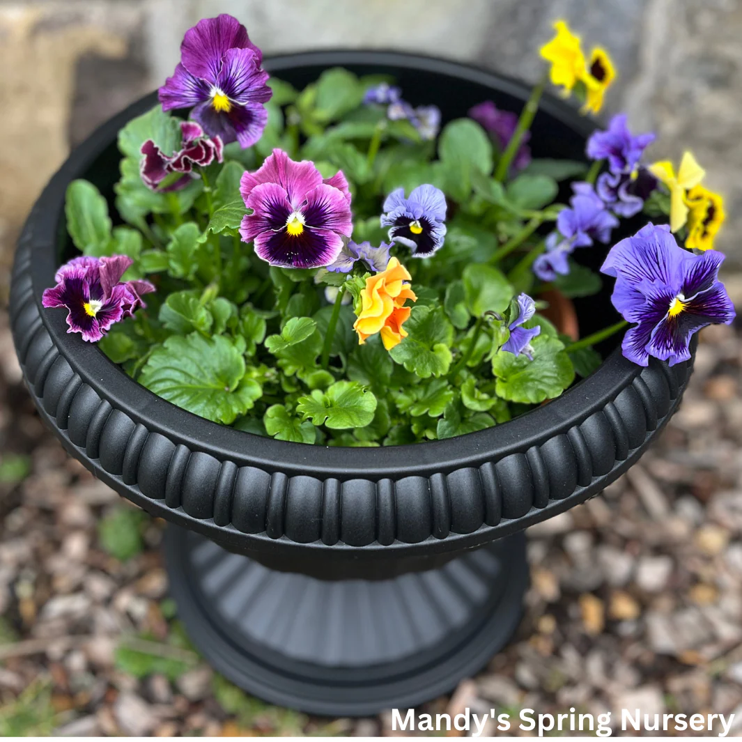 'Grecian' Urn Black Planter - Image 2