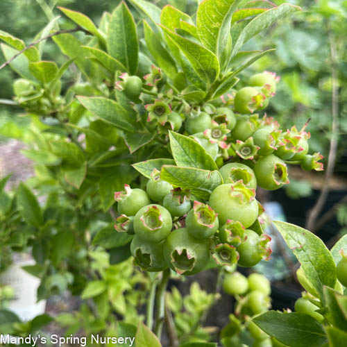 Jelly Bean® Blueberry | Vaccinium - Image 5
