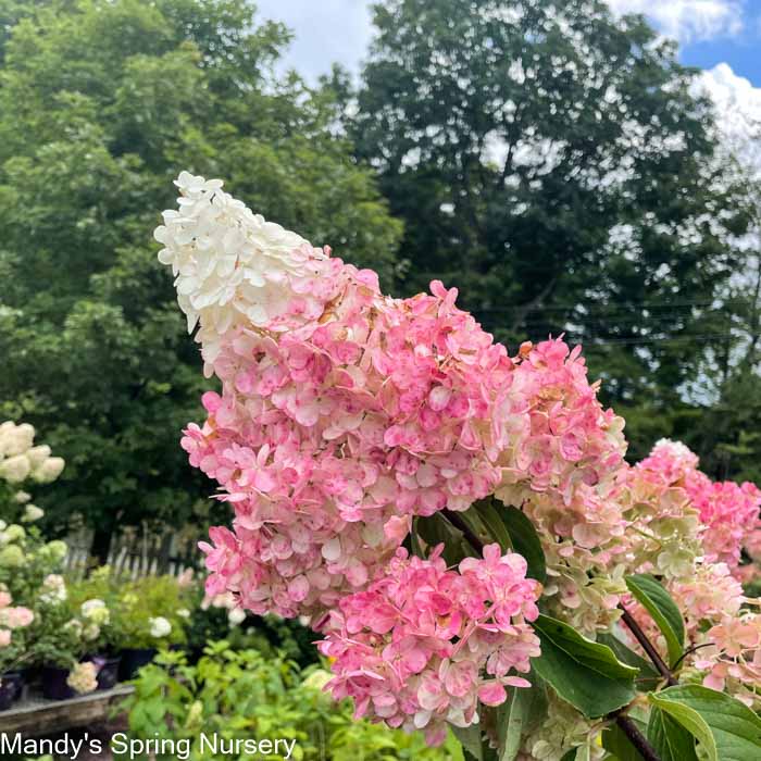 Vanilla Strawberry Hydrangea | Hydrangea paniculata - Image 14