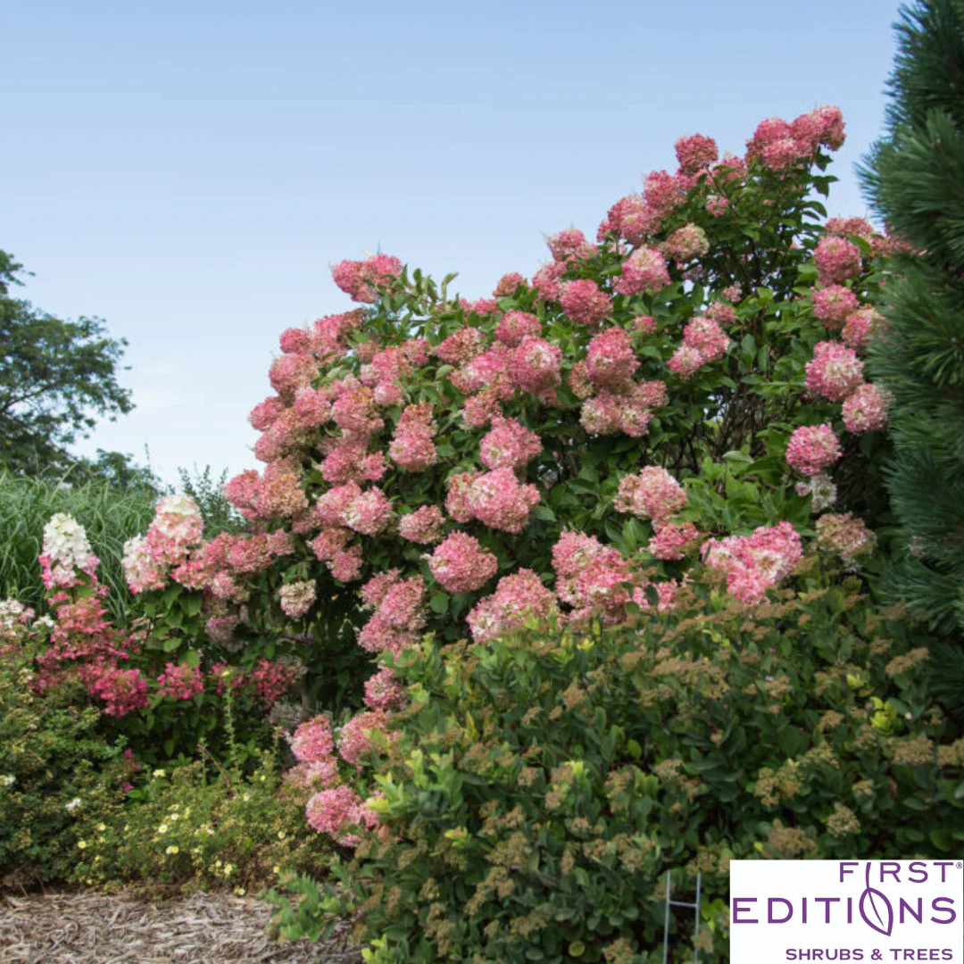 Vanilla Strawberry Hydrangea | Hydrangea paniculata - Image 20