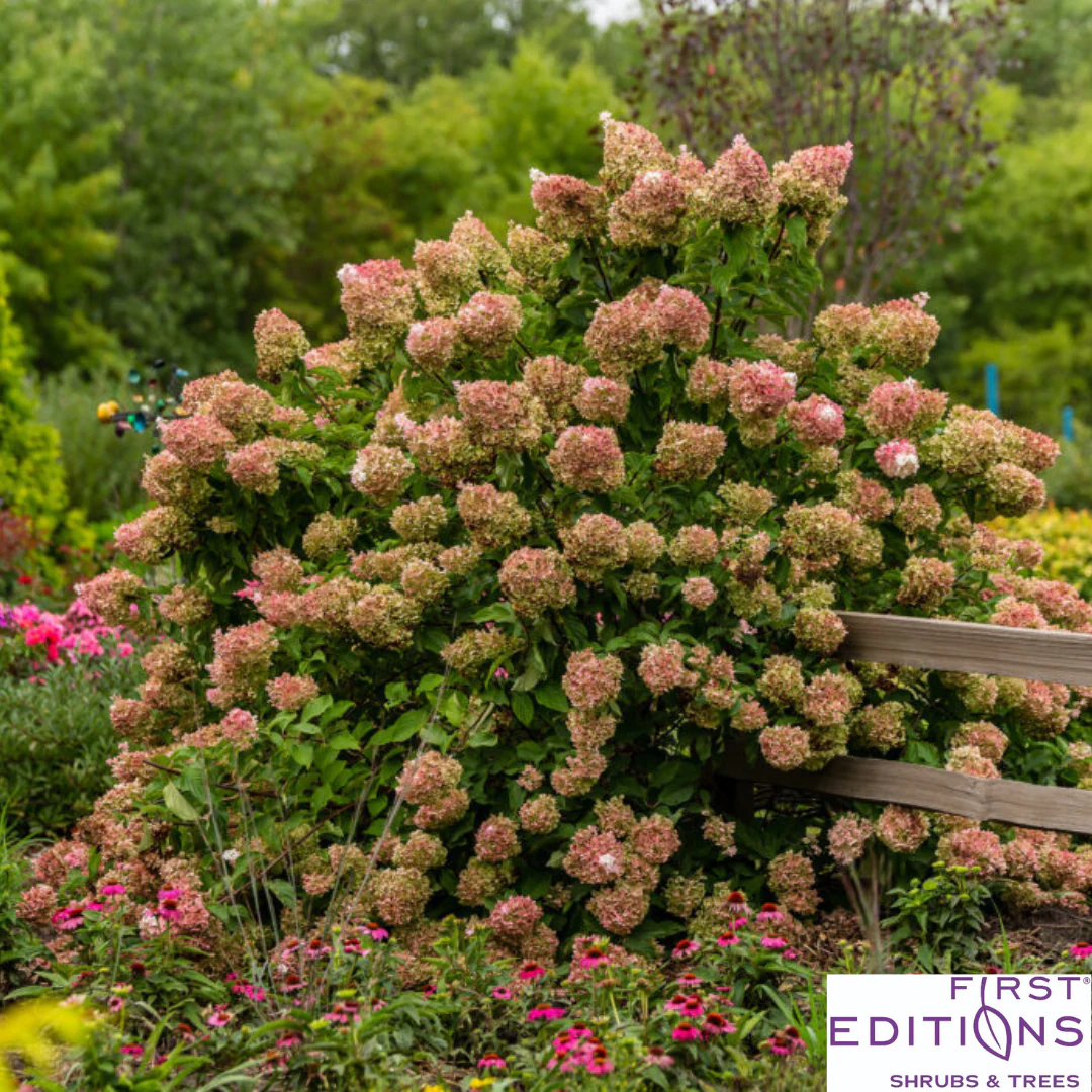 Vanilla Strawberry Hydrangea | Hydrangea paniculata - Image 6