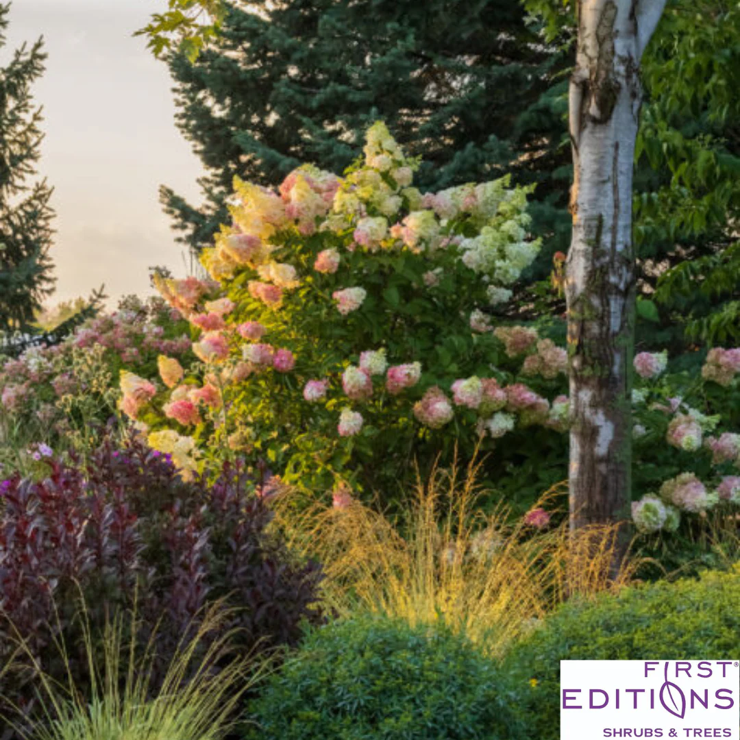 Vanilla Strawberry Hydrangea | Hydrangea paniculata - Image 7