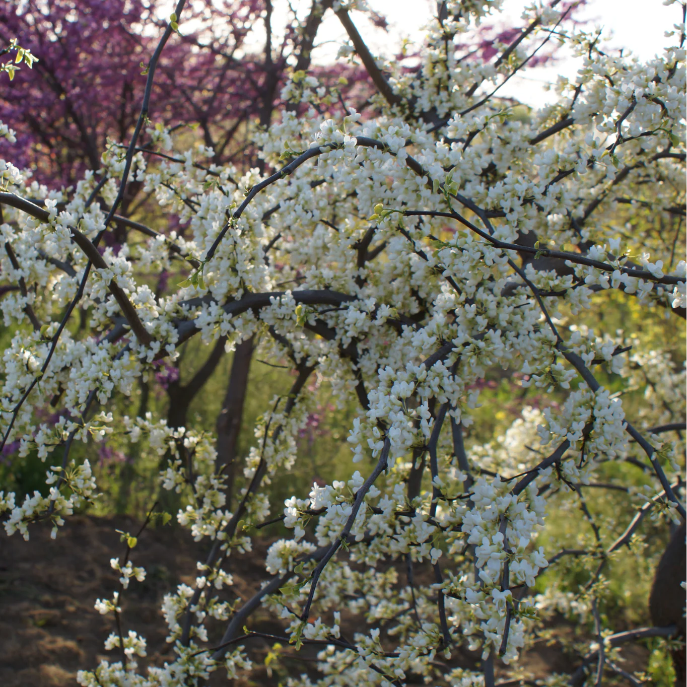 'Vanilla Twist' Weeping Redbud | Cercis canadensis - Image 2