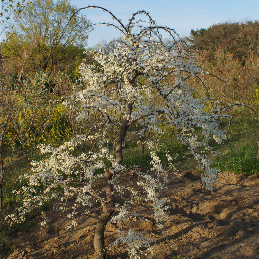 'Vanilla Twist' Weeping Redbud | Cercis canadensis - Image 3