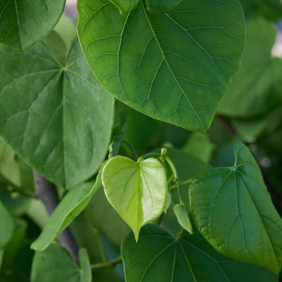 'Vanilla Twist' Weeping Redbud | Cercis canadensis - Image 4