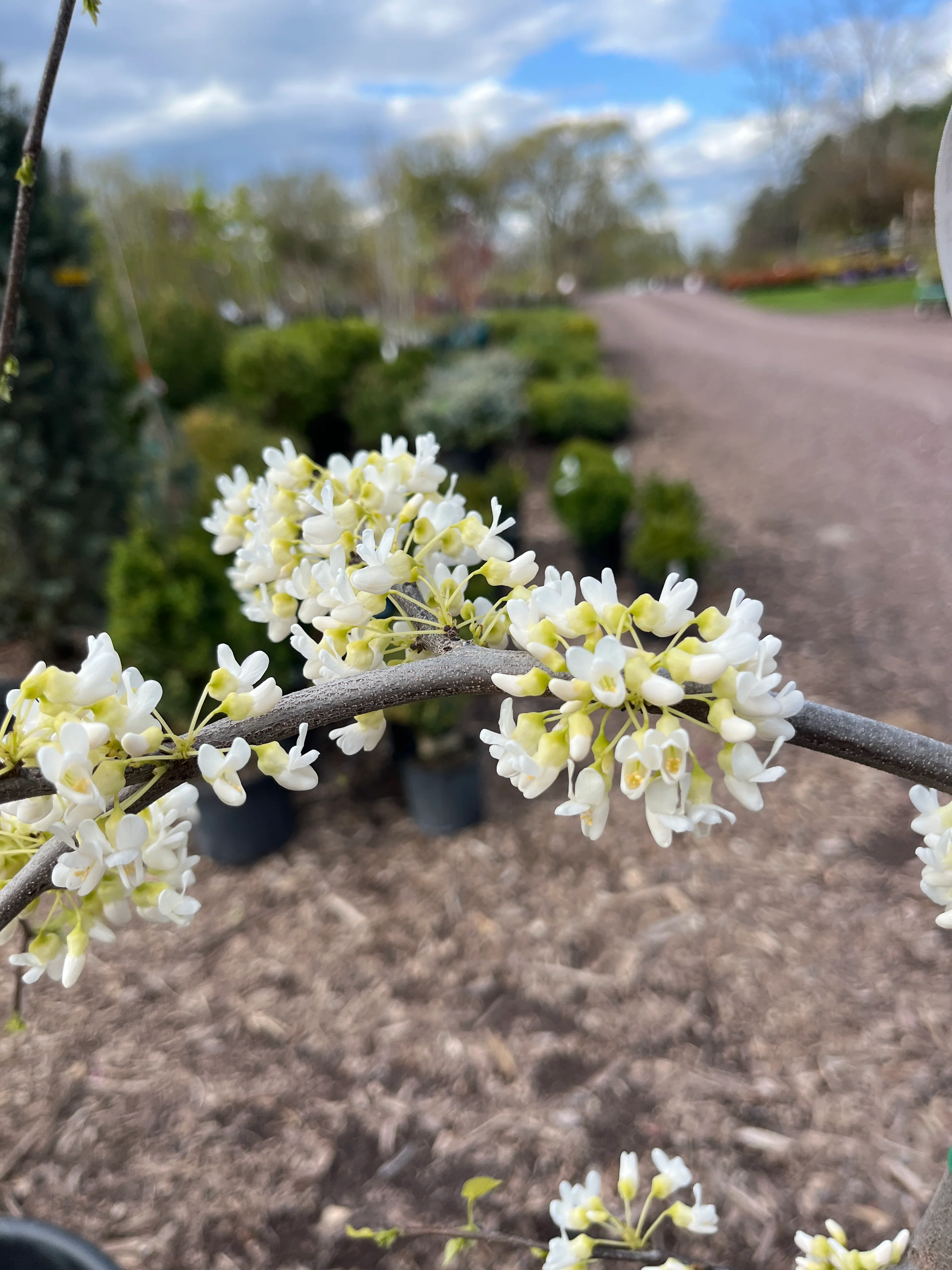 'Vanilla Twist' Weeping Redbud | Cercis canadensis - Image 5