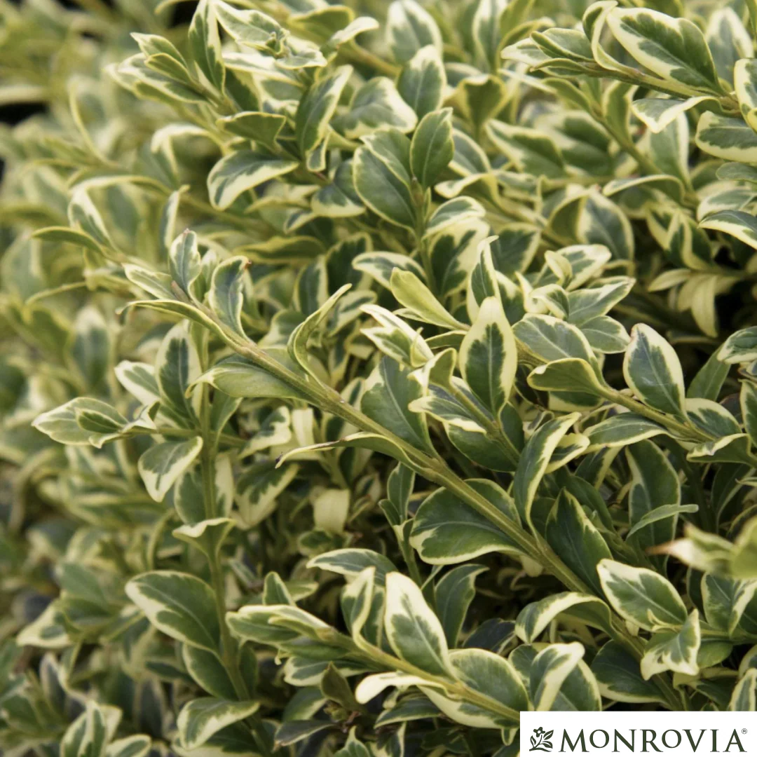 Variegated Boxwood | Buxus variegata - Image 2
