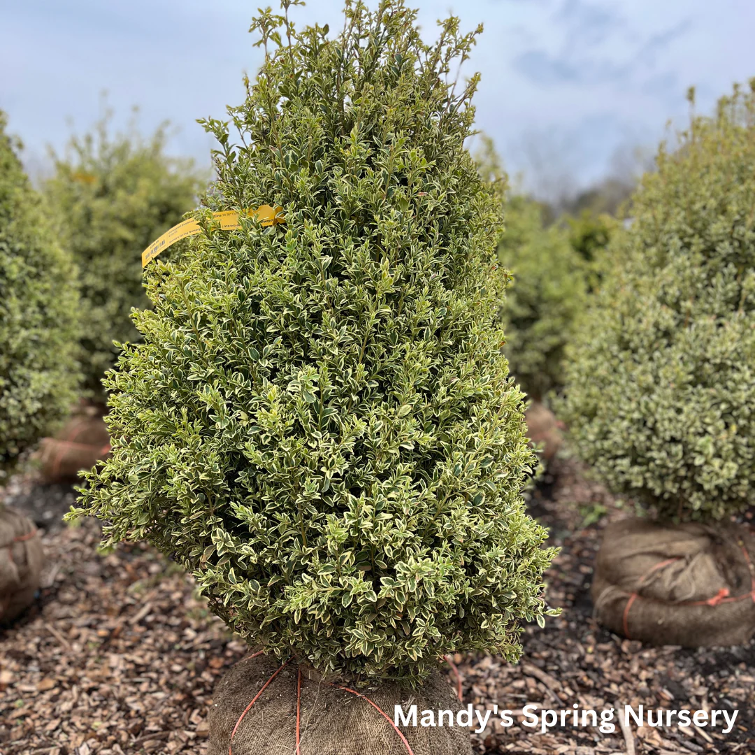 Variegated Boxwood | Buxus variegata - Image 3