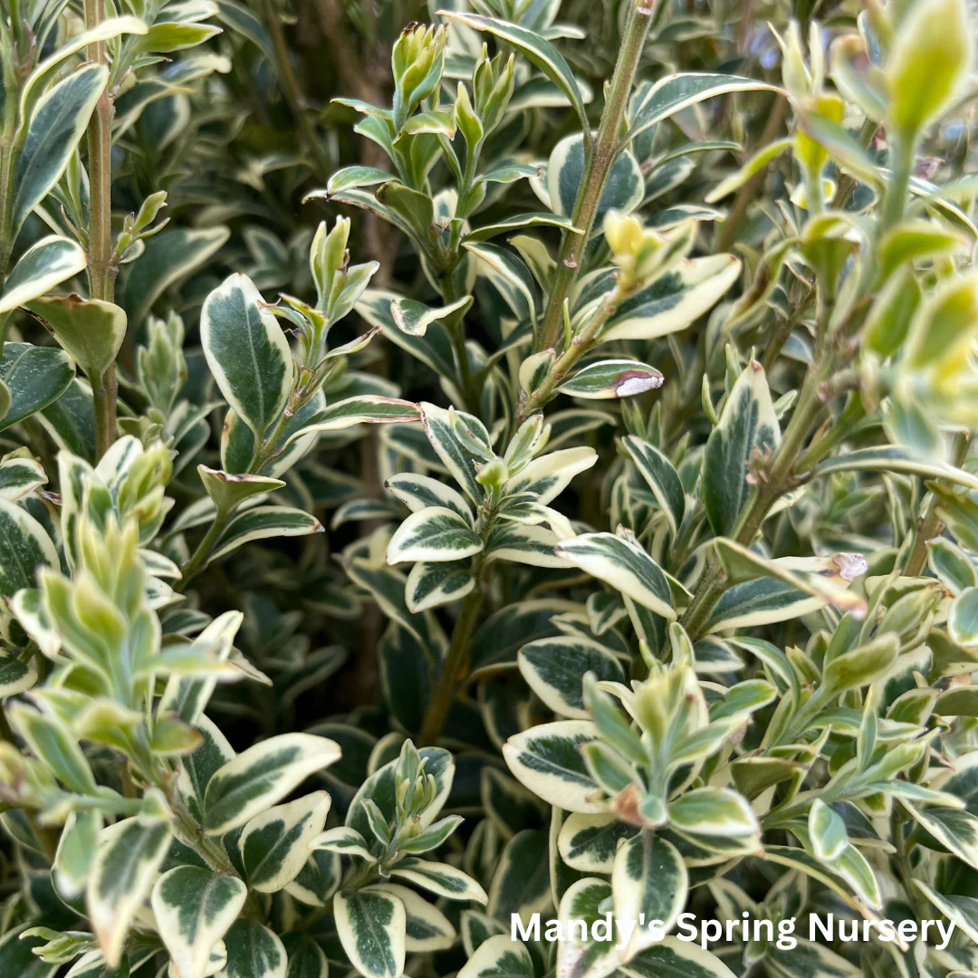Variegated Boxwood | Buxus variegata - Image 4